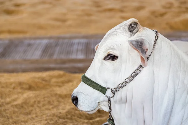 Brazilian Nelore gado de elite em um parque de exposições — Fotografia de Stock