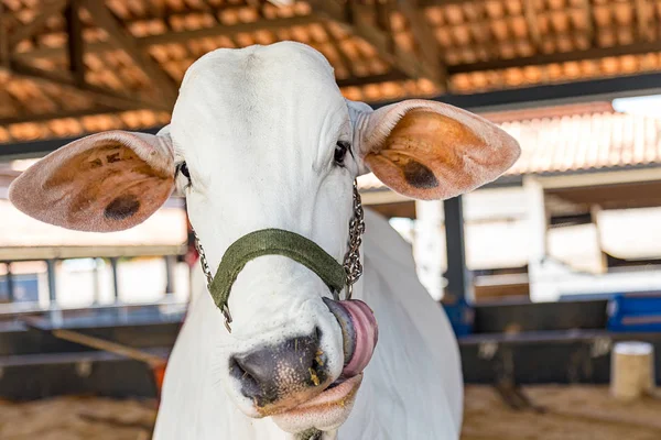 Brezilya Nelore elit sığır Fuar Park