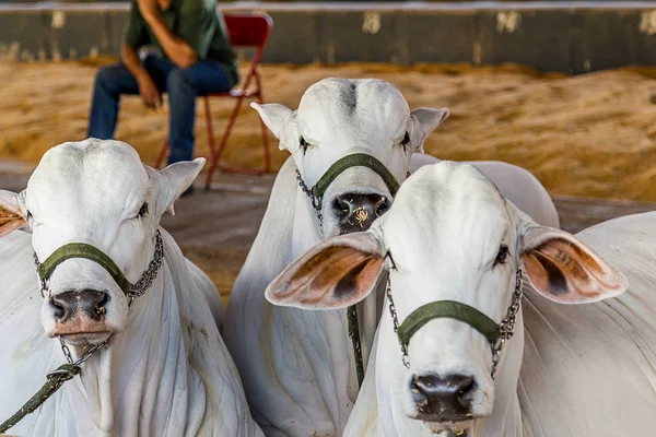 Ganado de élite brasileño de Nelore en un parque de exposición — Foto de Stock