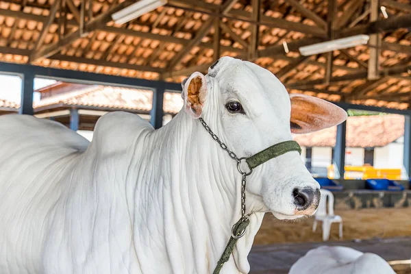 Brezilya Nelore elit sığır Fuar Park