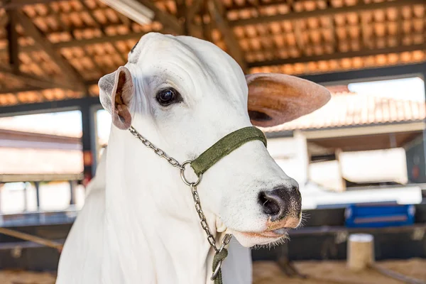 Brezilya Nelore elit sığır Fuar Park