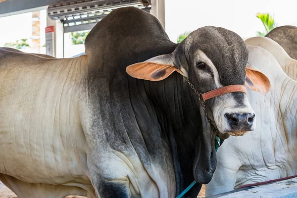 Ganado de élite brasileño de Nelore en un parque de exposición — Foto de Stock