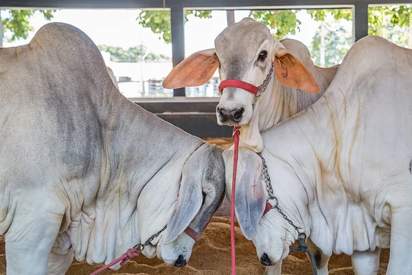 Brazil Nelore elit szarvasmarha egy kiállítás park — Stock Fotó
