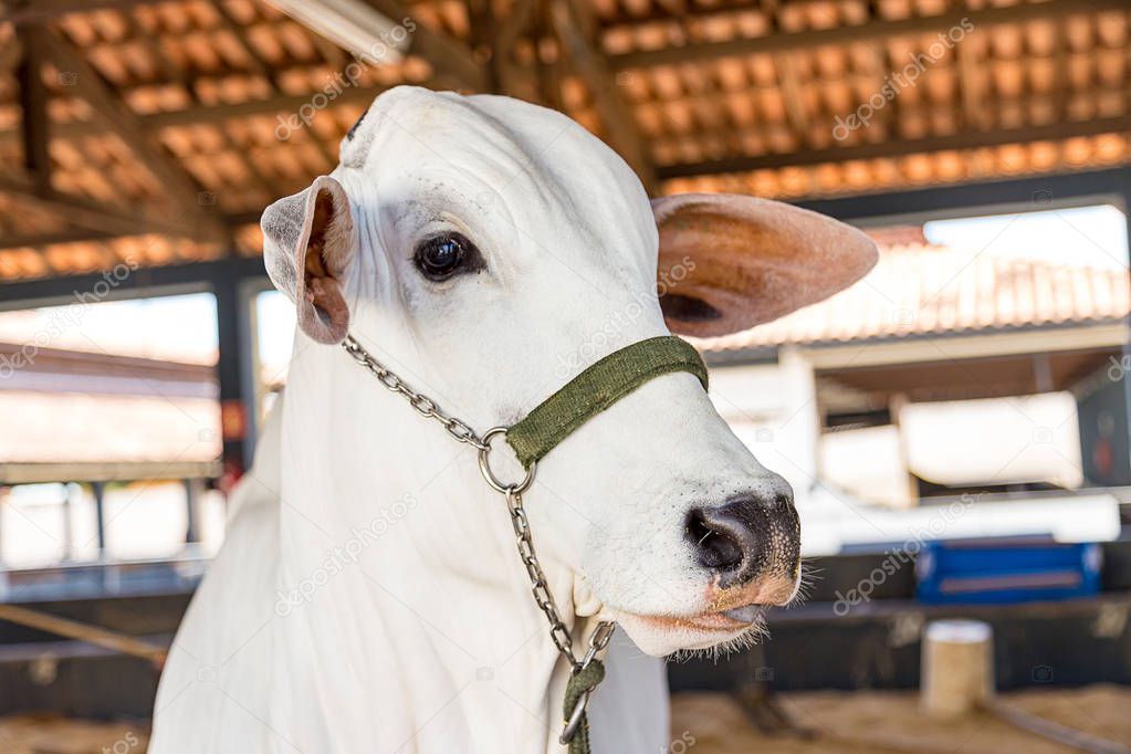 Brazilian Nelore elite cattle in a exposition park