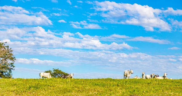 Brezilya nelore catle Brezilya'nın kırsal kesimde mera üzerinde