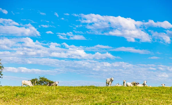 Catle nelore brasileño en pastos en el campo de Brasil —  Fotos de Stock