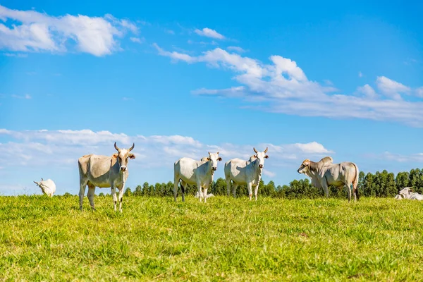 Catle nelore brasileño en pastos en el campo de Brasil —  Fotos de Stock