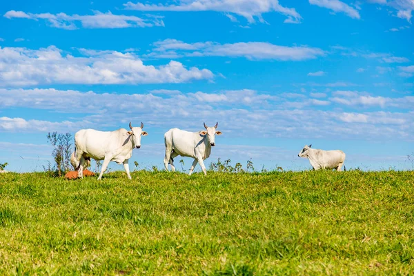 Brezilya nelore catle Brezilya'nın kırsal kesimde mera üzerinde