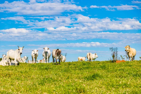 Catle nelore brasileño en pastos en el campo de Brasil —  Fotos de Stock