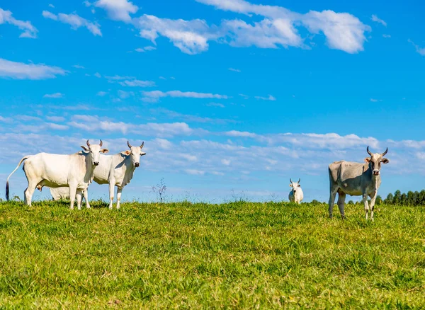 Catle nelore brasileño en pastos en el campo de Brasil —  Fotos de Stock