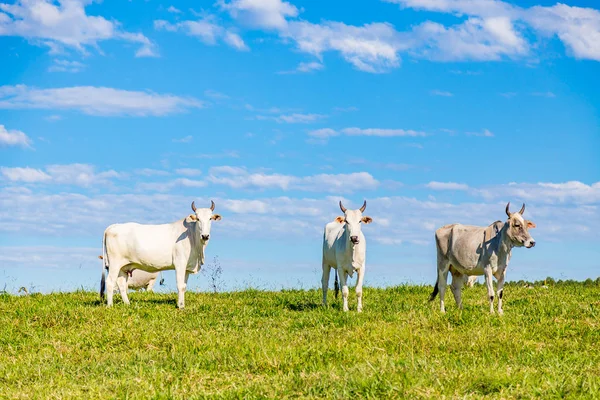 Brezilya nelore catle Brezilya'nın kırsal kesimde mera üzerinde
