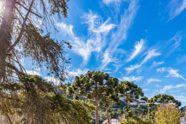 Campos do Jordao, Brezilya. Araucari ağacı, CIT çok tipik