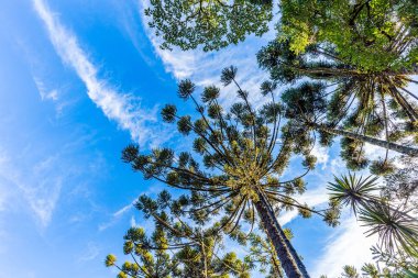 Campos do Jordao, Brezilya. Araucari ağacı, CIT çok tipik