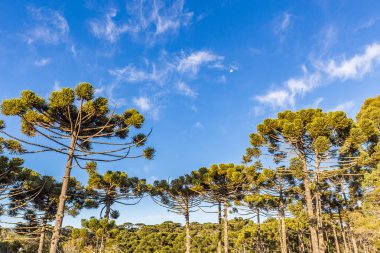 Campos do Jordao, Brezilya. Araucari ağacı, CIT çok tipik