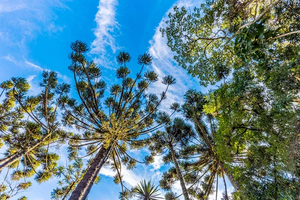 Campos do Jordao, Brasil. Araucari árvore, muito típico no cit — Fotografia de Stock