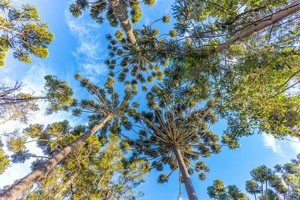 Campos do Jordao, Brasil. Araucari árvore, muito típico no cit — Fotografia de Stock