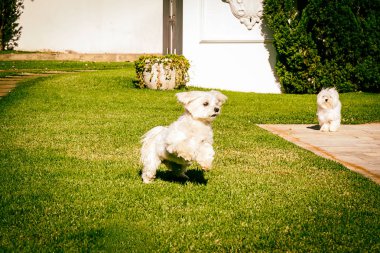 Malta köpek çim üzerinde çalışan