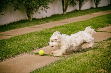 Malta köpek ayakta çimenlerin üzerinde