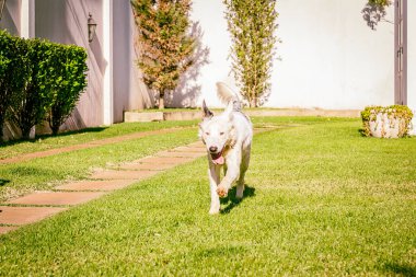 Sınır çoban köpeği çimenlerde koşuyor