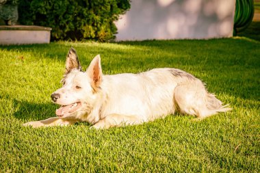 Gün batımında çim kenar kömür ocağı