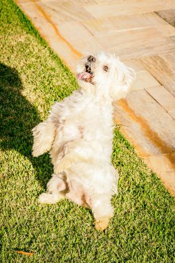 Malta köpek ayağa kalk yemek için bekliyor