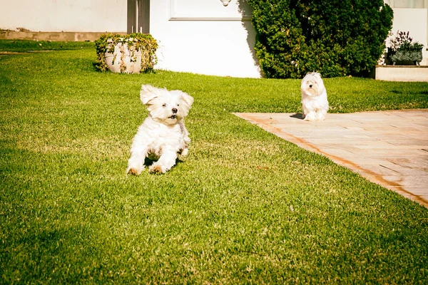 Мальтійська собака працює на траві — стокове фото