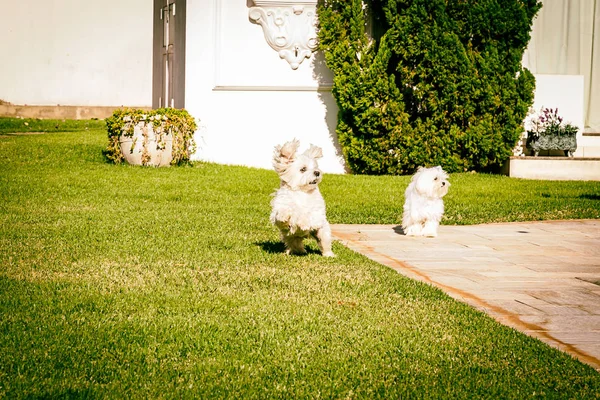 草地上跑的马尔济斯犬 — 图库照片
