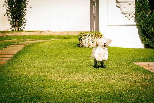 Malteser Hund läuft auf dem Gras — Stockfoto