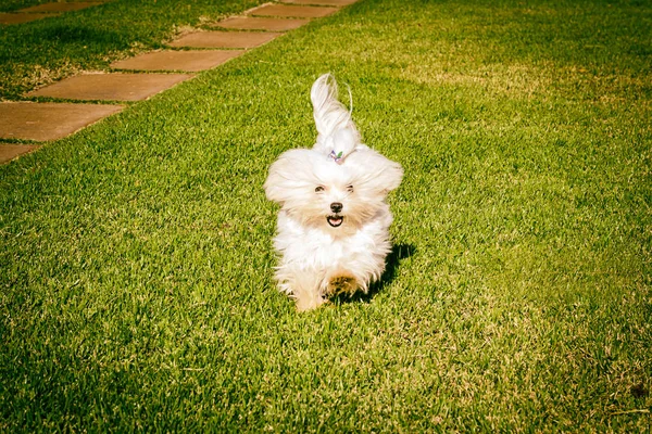 Мальтийская собака бегает по траве — стоковое фото