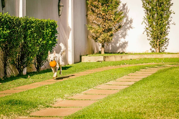 Bordo collie cane in esecuzione sull'erba — Foto Stock