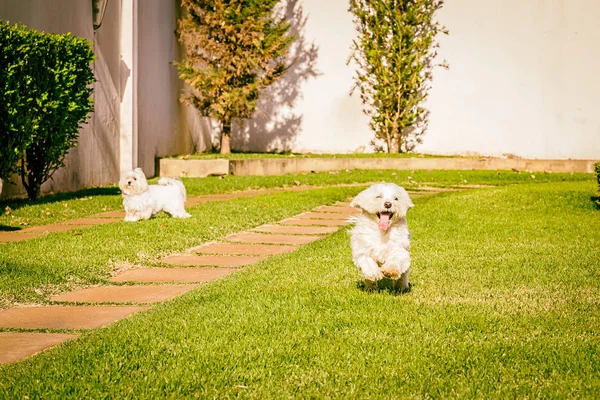 Anjing Malta berjalan di rumput — Stok Foto