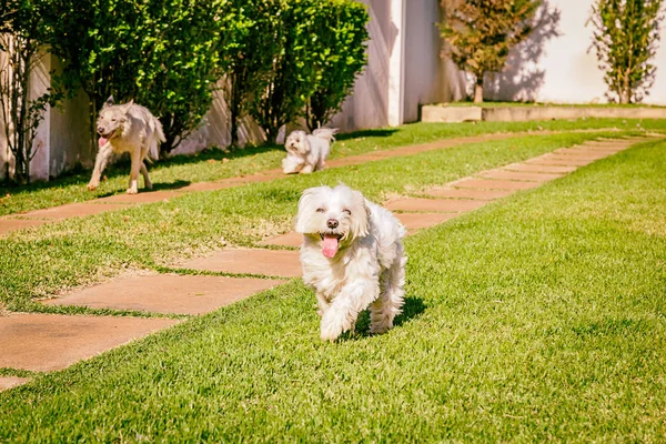 Maltese dan perbatasan anjing collie berjalan di rumput — Stok Foto