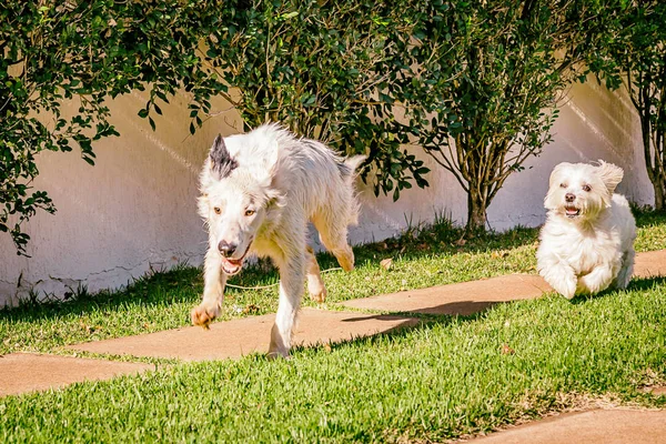 马耳他语和边境牧羊犬的狗在草地上运行 — 图库照片