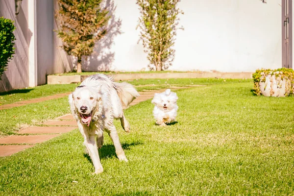 马耳他语和边境牧羊犬的狗在草地上运行 — 图库照片