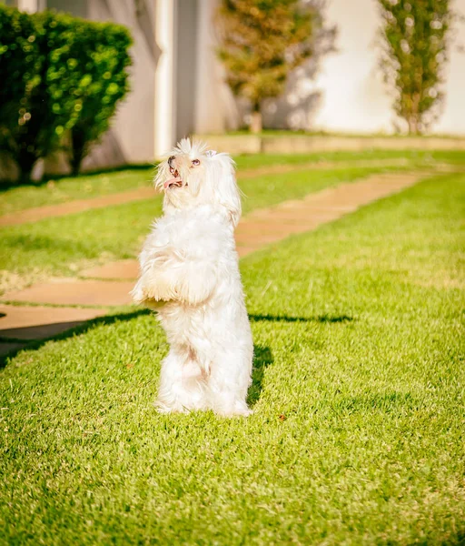 Maltese hond staan wachten op eten — Stockfoto