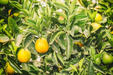 Turuncu bir bulutlu gün kışın üzerinde Brezilya hasat kırpma