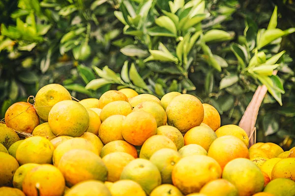 Pomarańczowy przyciąć zbiorów w Brazylii na zimowe w pochmurny dzień — Zdjęcie stockowe