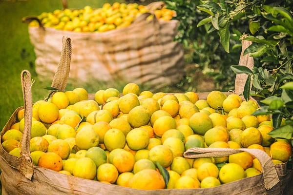 Orange crop harvest in brazil on winter in a cloudy day — Stock Photo, Image