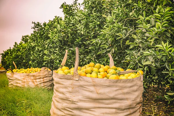 Orange crop harvest in brazil on winter in a cloudy day — Stock Photo, Image