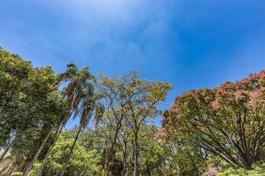 Belo Horizonte Minas Gerais, Brezilya. Belediye Park görünümünü