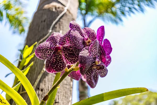 Brumadinho Minas Gerais Brésil Vue Une Orchidée Inhotim — Photo