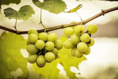 Üzüm asma üzerinde Yeşil üzüm