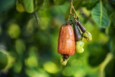 Kaşu somun ve bulanık arka plan üzerinde meyve