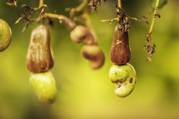 Кешью орех и фрукты на размытом фоне
