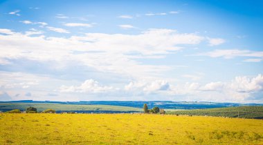 Brezilya nelore catle Brezilya'nın kırsal kesimde mera üzerinde.