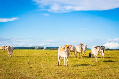 Brezilya nelore catle Brezilya'nın kırsal kesimde mera üzerinde.