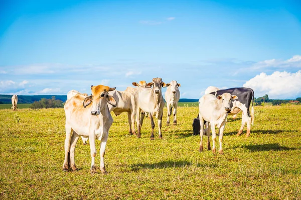 Catle nelore brasileño en pastos en el campo de Brasil . —  Fotos de Stock