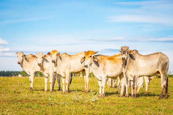 Catle nelore brasileño en pastos en el campo de Brasil . —  Fotos de Stock