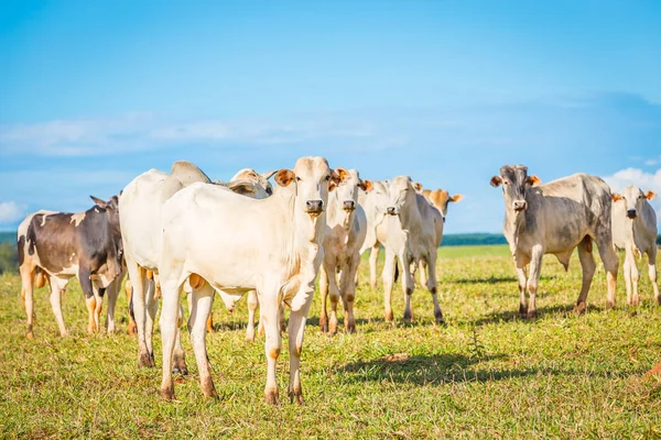 Catle nelore brasileño en pastos en el campo de Brasil . —  Fotos de Stock