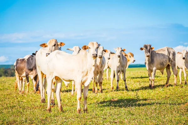 Catle nelore brasileño en pastos en el campo de Brasil . —  Fotos de Stock